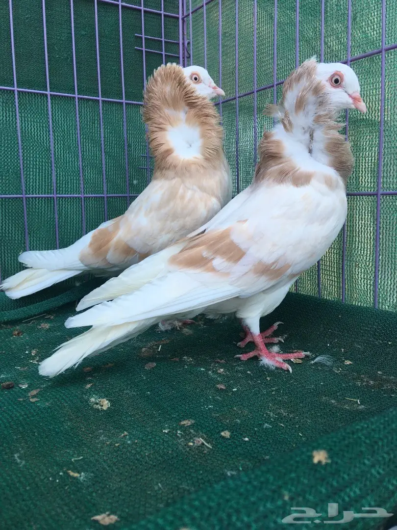 جوز بلجيكي كريمي (image 4)