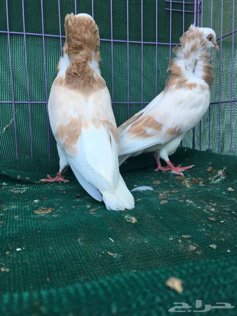 جوز بلجيكي كريمي (image 8)