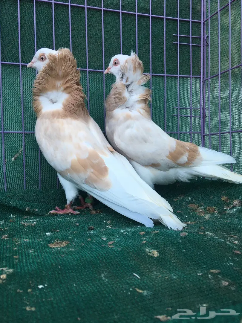 جوز بلجيكي كريمي (image 9)