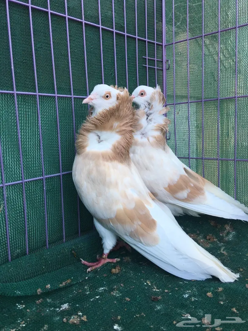 جوز بلجيكي كريمي (image 10)