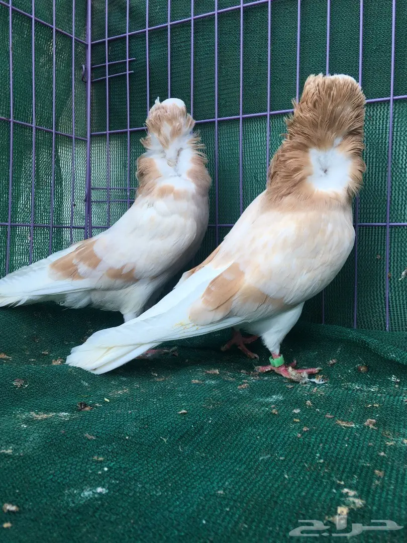 جوز بلجيكي كريمي (image 12)