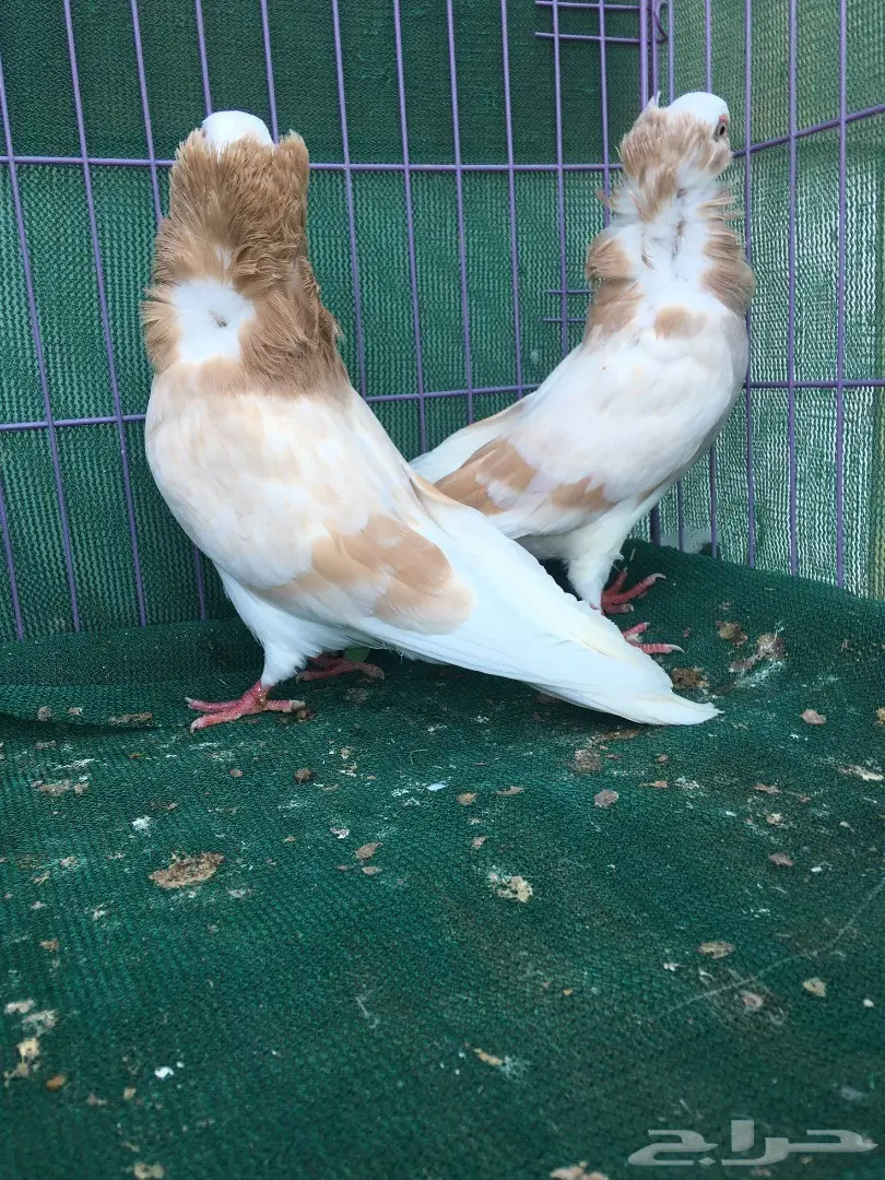 جوز بلجيكي كريمي (image 13)