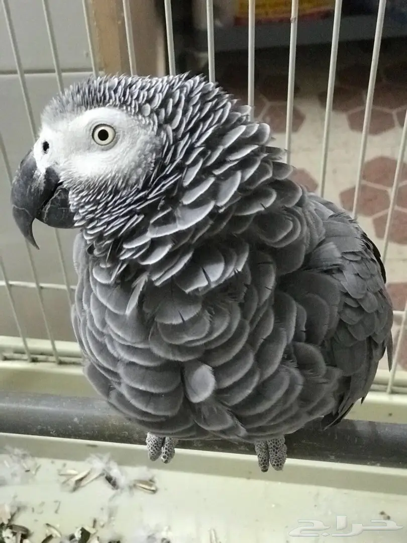 ببغاء كاسكو (image 2)