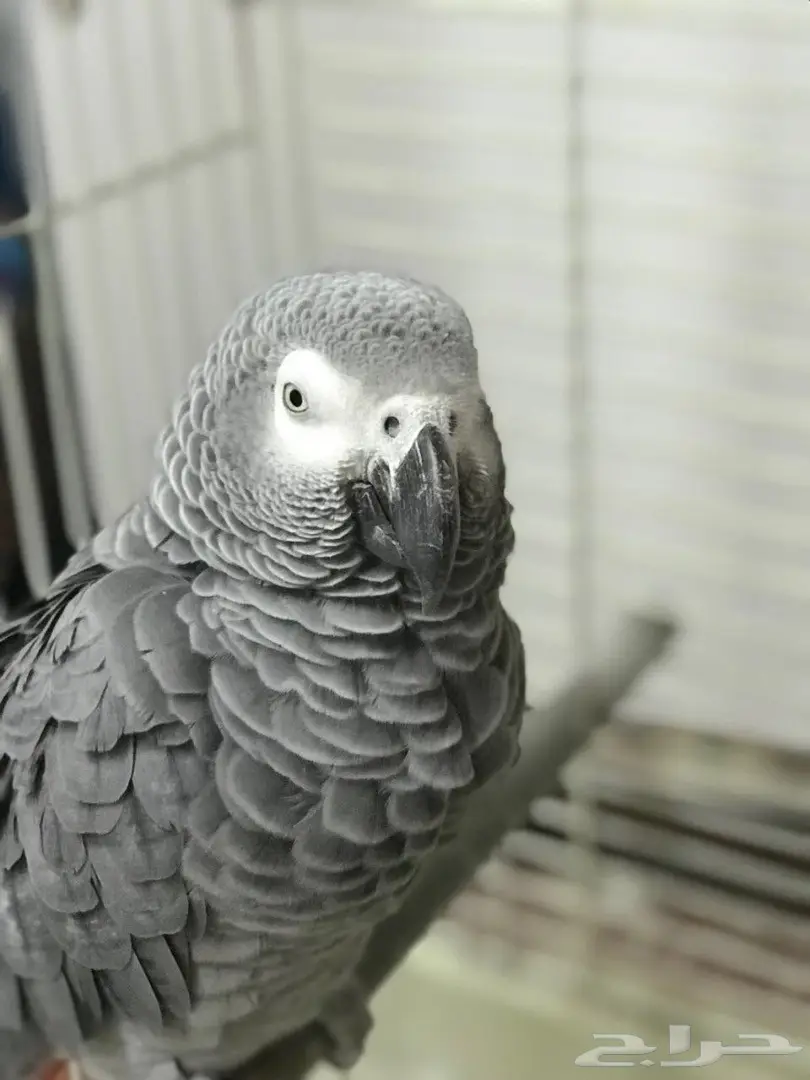 ببغاء كاسكو (image 3)