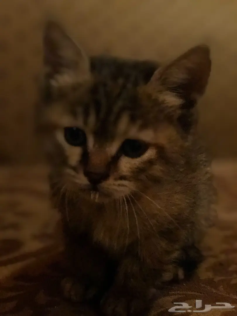 قطط للتبني (image 1)