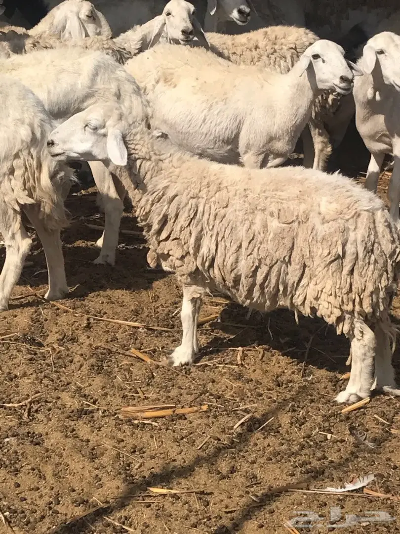 ضان حريه طيبه