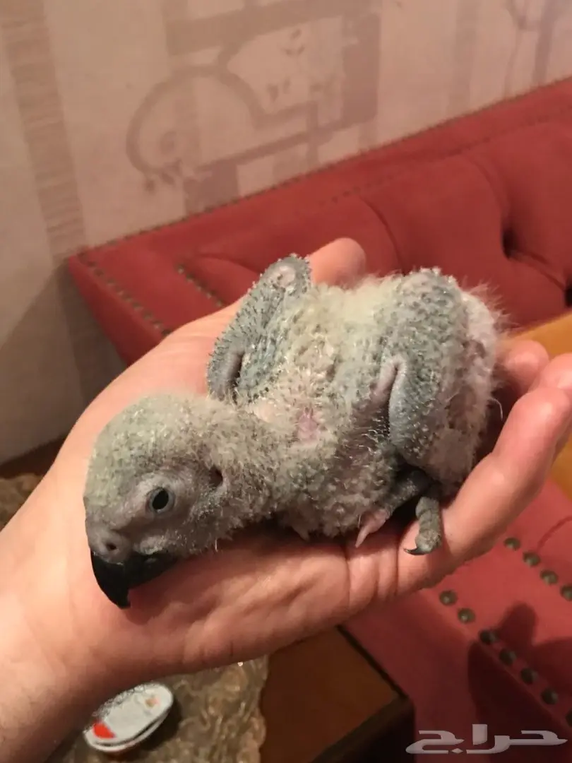 فرخ كاسكو طفرة من انتاجي بعمر شهر واحد ب 1500