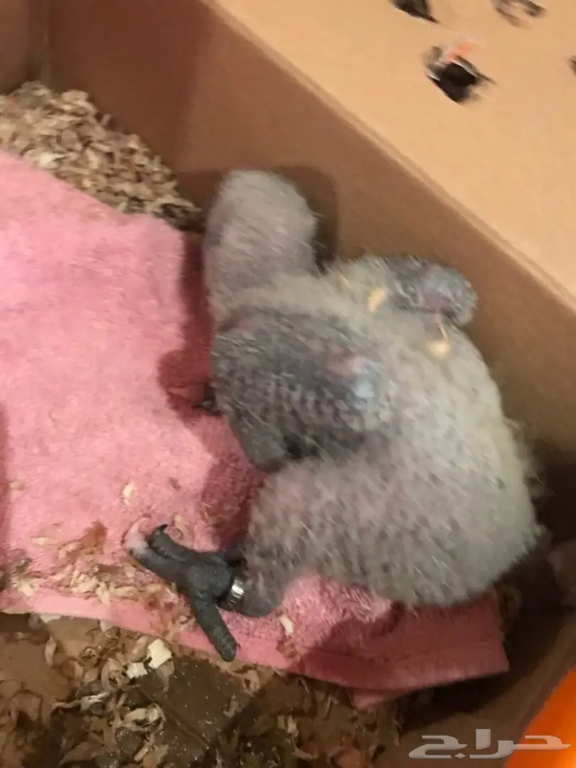 فرخ كاسكو طفرة من انتاجي بعمر شهر واحد ب 1500 (image 1)