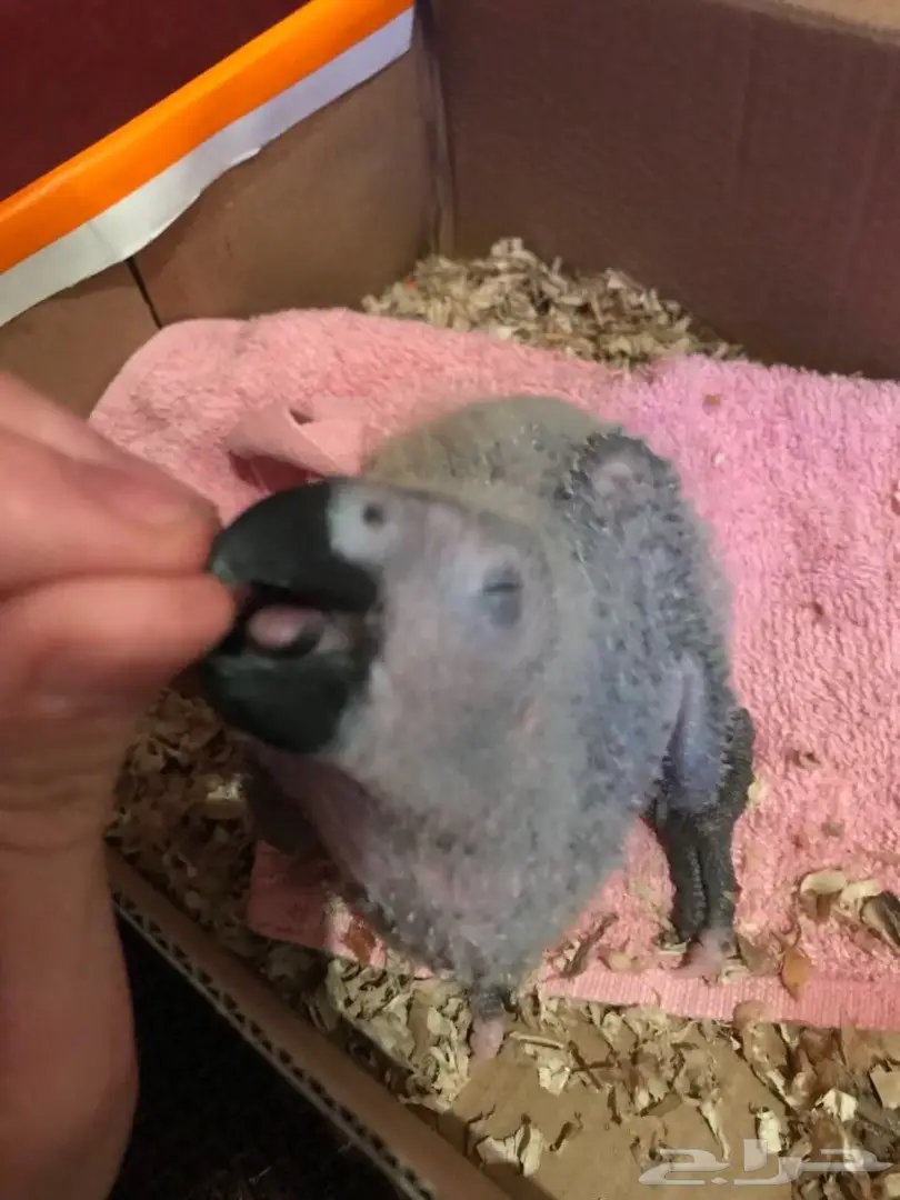 فرخ كاسكو طفرة من انتاجي بعمر شهر واحد ب 1500 (image 2)