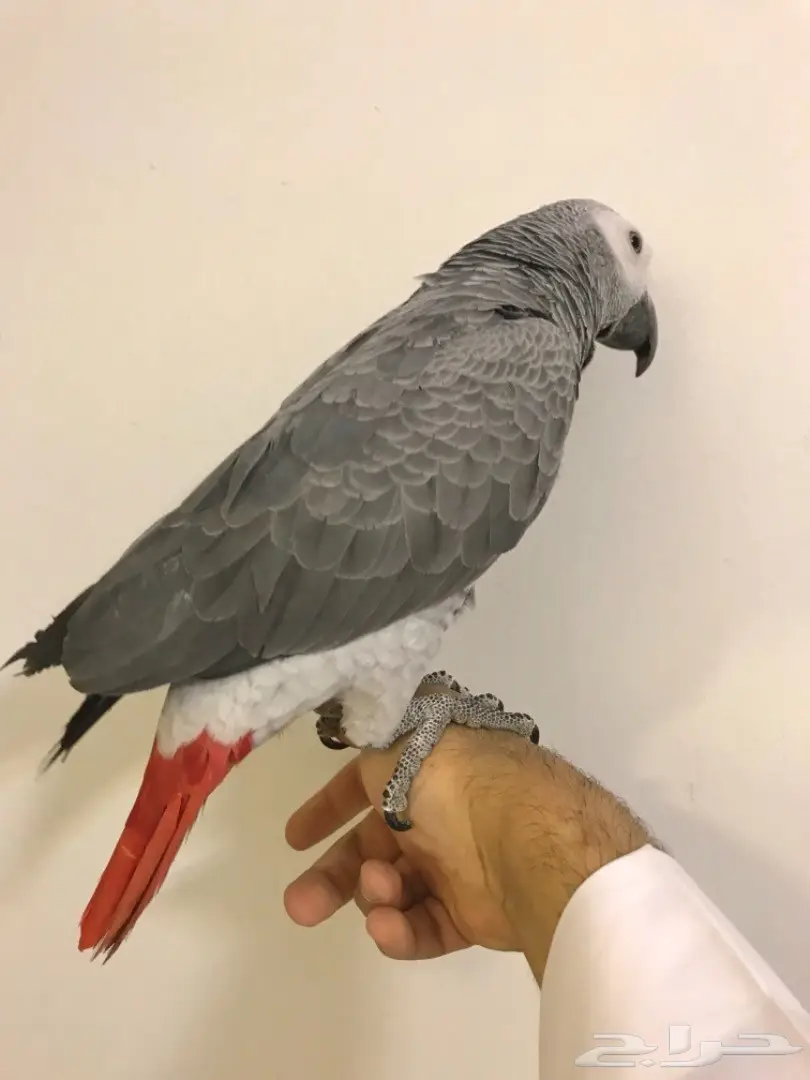 فرخ كاسكو اليف  (image 4)