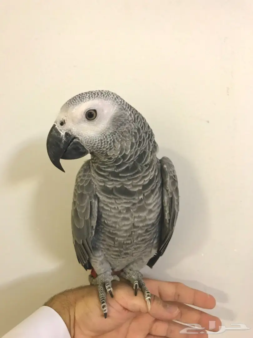 فرخ كاسكو اليف  (image 7)