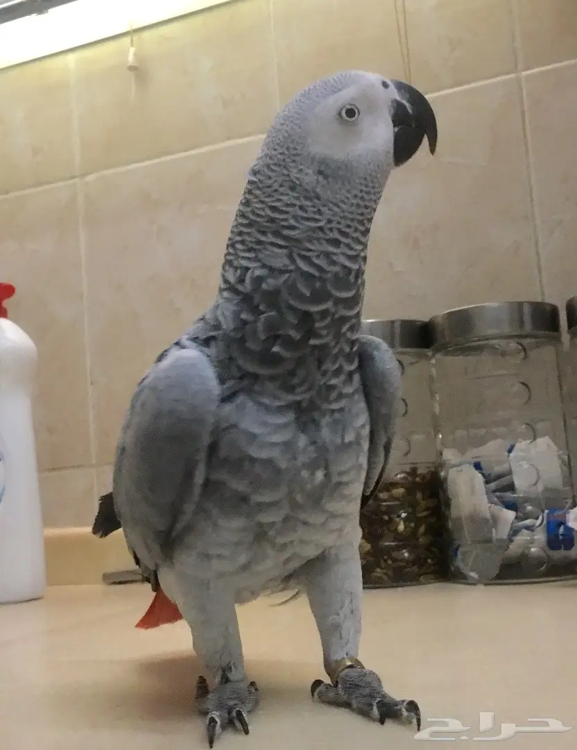 ببغاء كاسكو هولندي سوبر جامبو يتكلم ويتعلم! فرصة لا تعوض. (image 2)