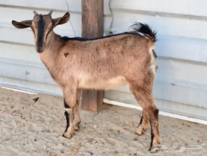 للبيع (5)جفار يمنيه (image 6)