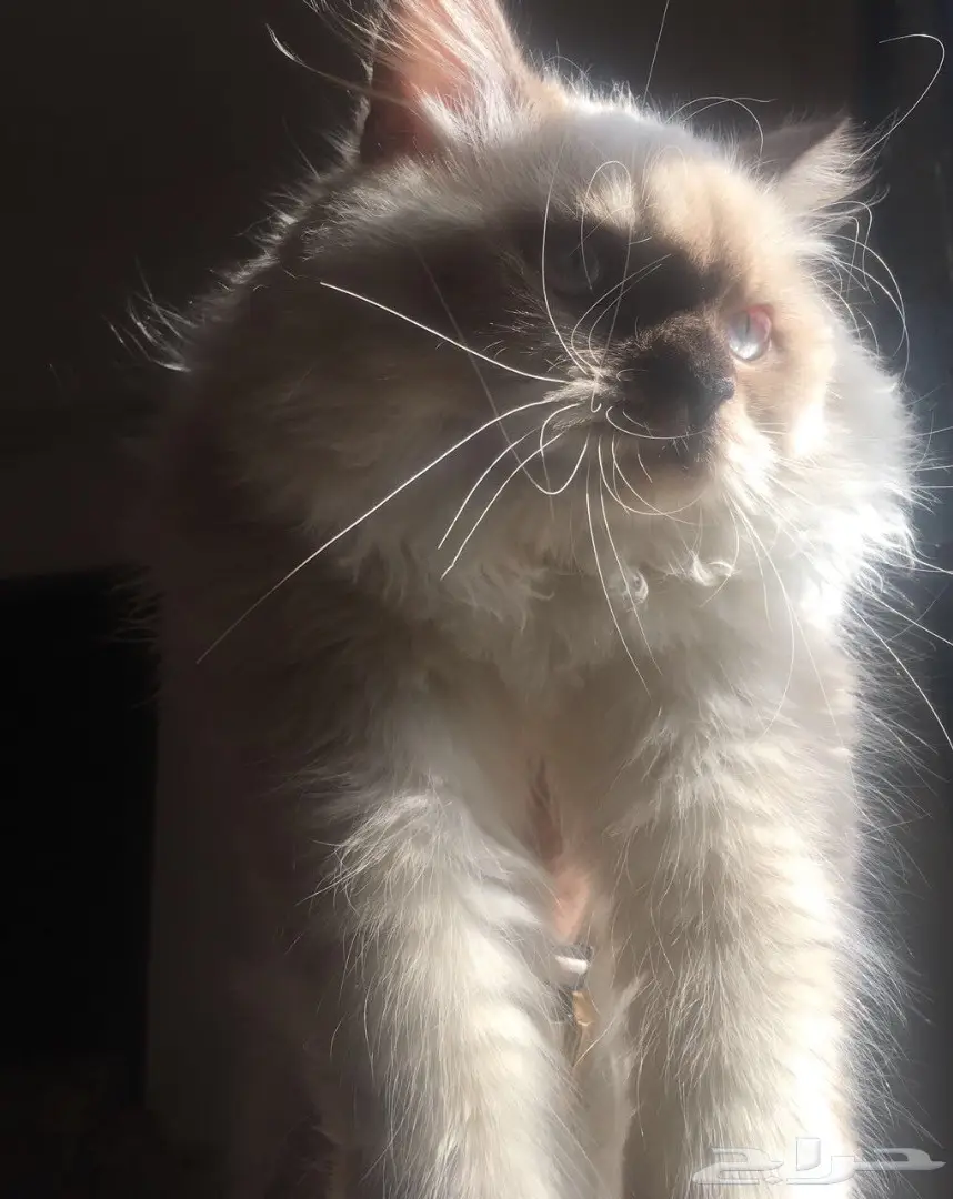 قط هملايا (image 2)