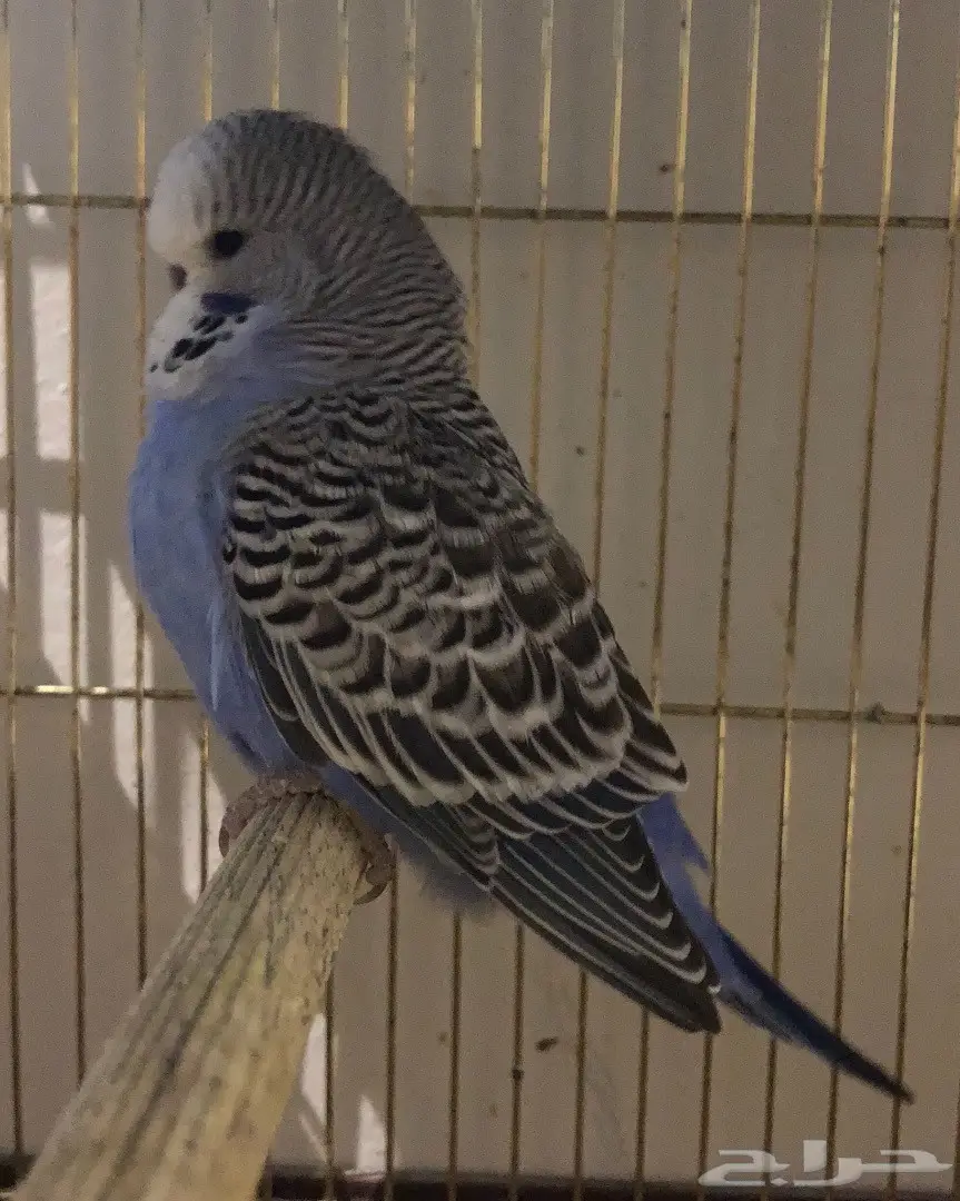 بادجي انجليزي منتج مع فرخين  (image 6)