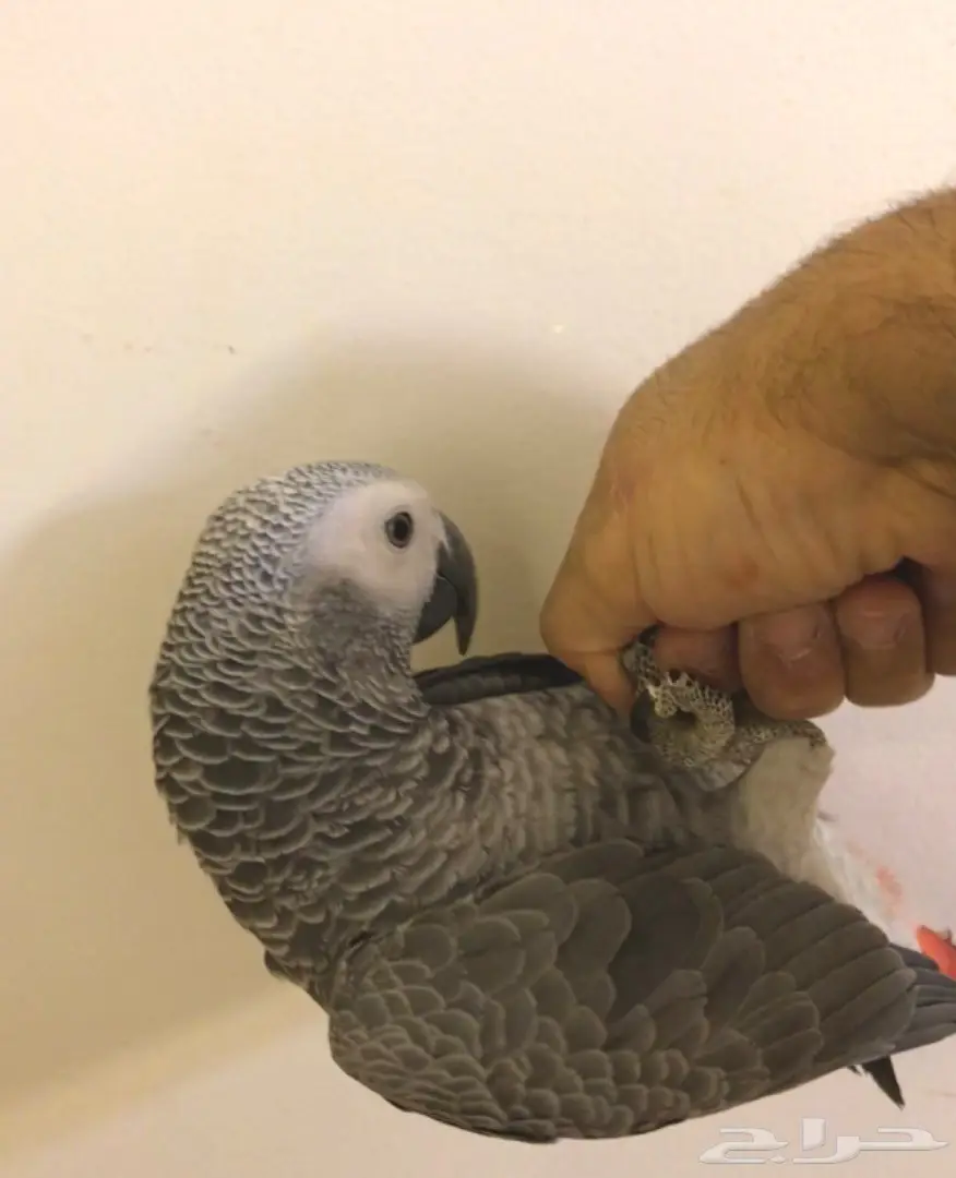 فرخ كاسكو اليف  (image 2)