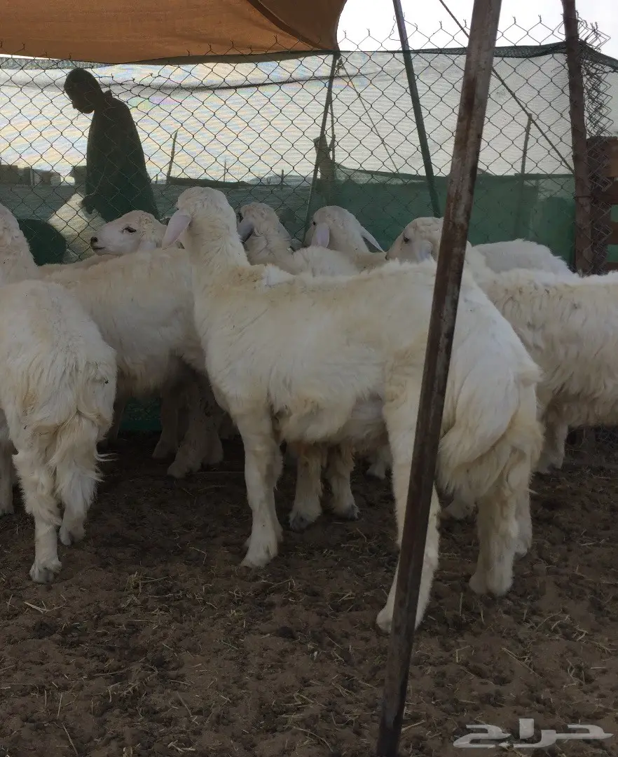 طليان جبره بسعر طيب (image 11)