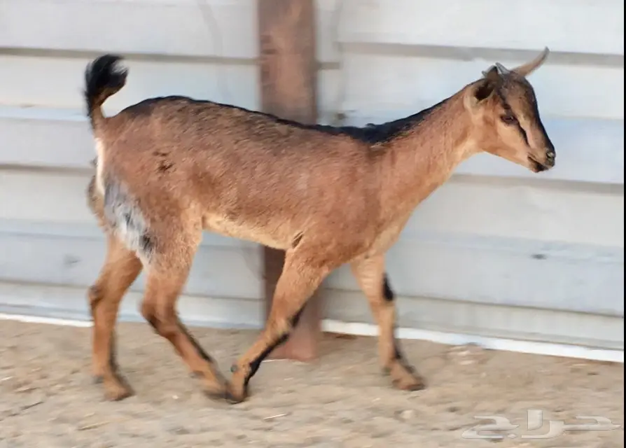 للبيع (5)جفار يمنيه (image 3)