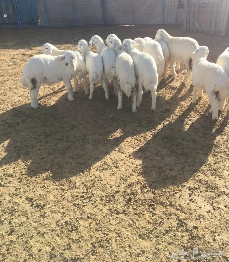 طليان ورخال عددها 19 (image 2)