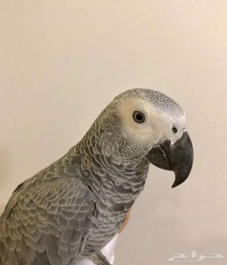 فرخ كاسكو اليف 