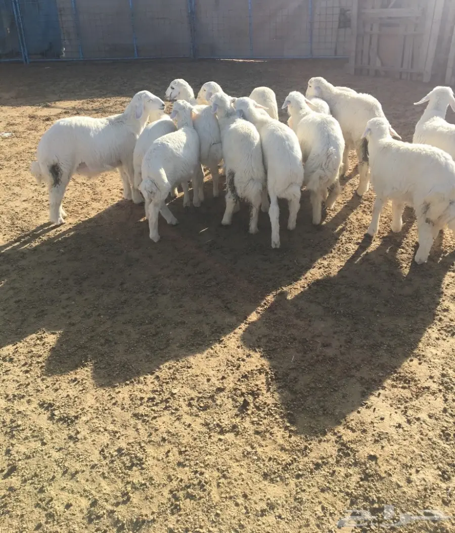 طليان ورخال عددها 19 (image 1)