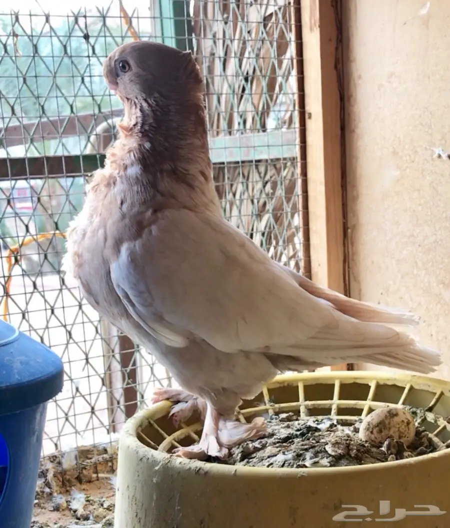 انث فراشه (image 1)