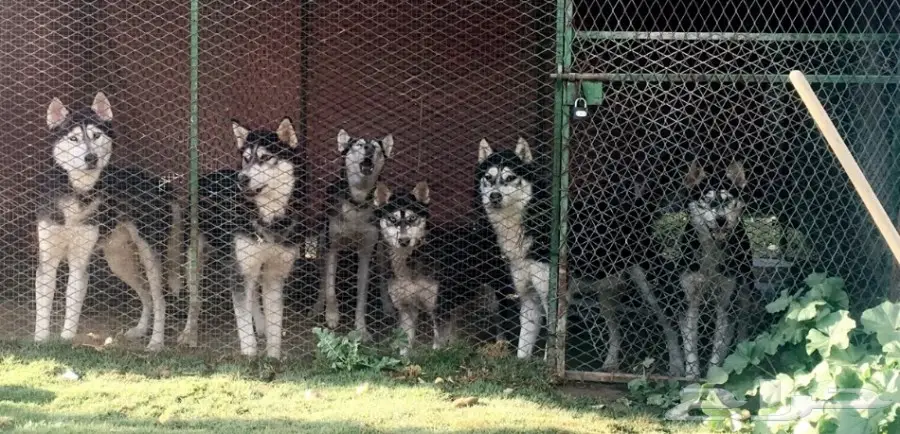 للبيع هاسكي سيبيري عدد 6