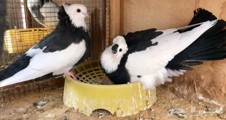 اربع اجواز عبسي (image 4)