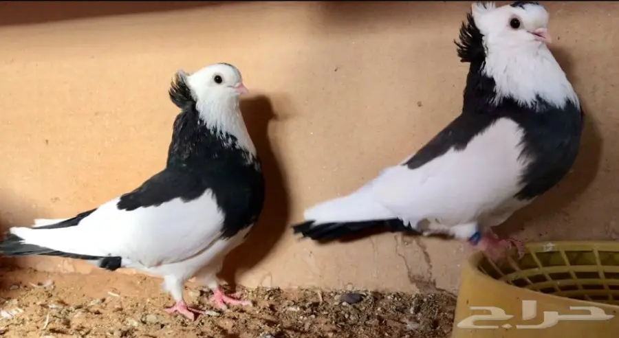 اربع اجواز عبسي (image 7)