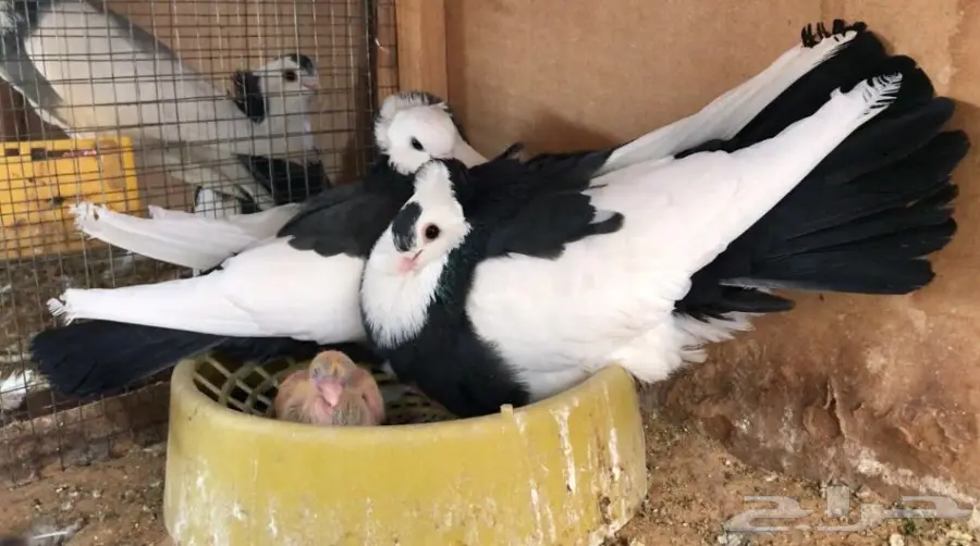 اربع اجواز عبسي (image 3)