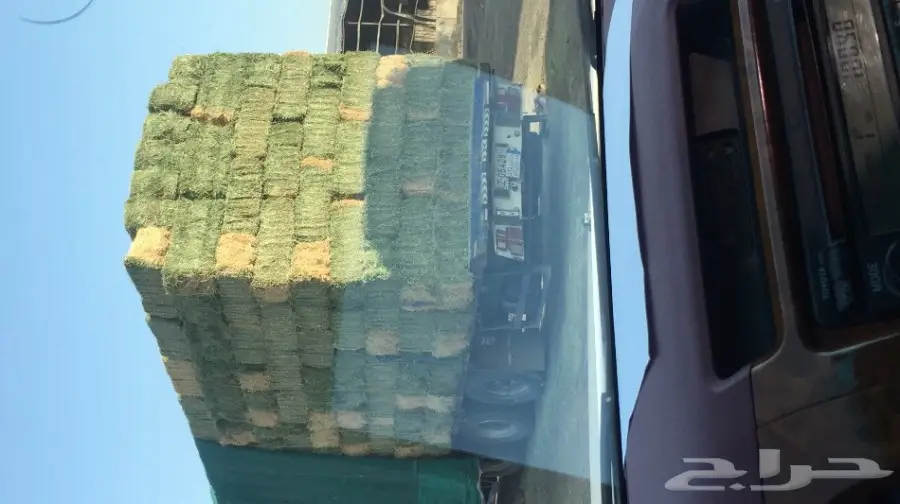 برسيم الجوف شد 80الى 85 واشكل اللون اخضر صيفي