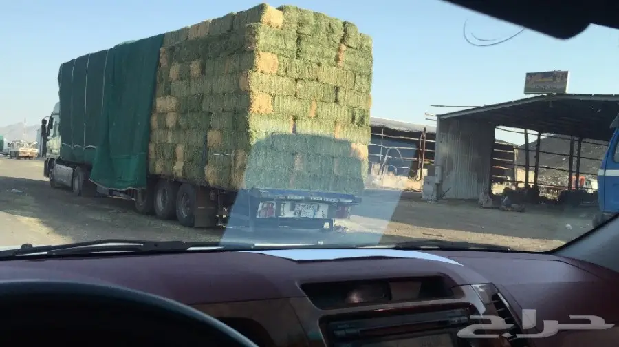 برسيم الجوف شد 80الى 85 واشكل اللون اخضر صيفي (image 1)