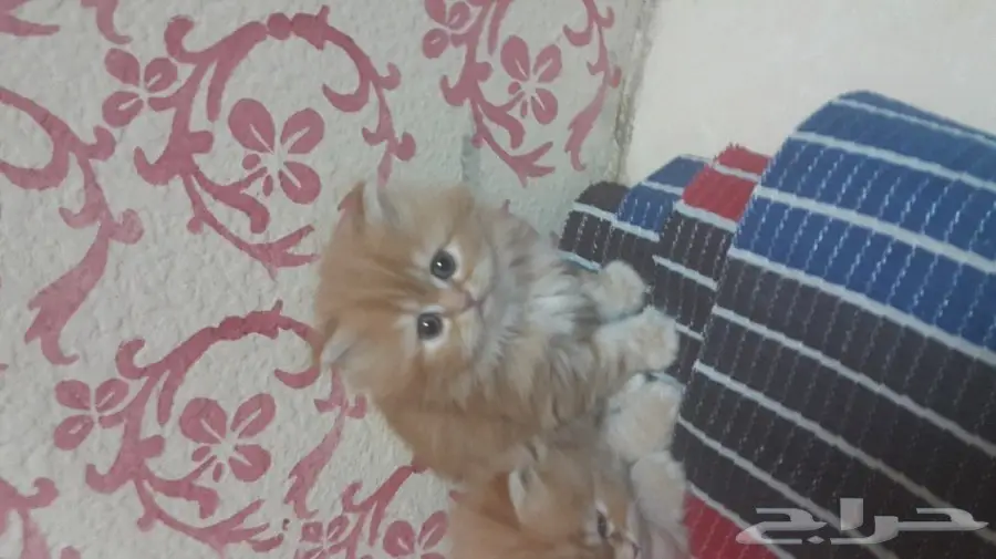 اجمل شيرازى بالدمام (image 2)