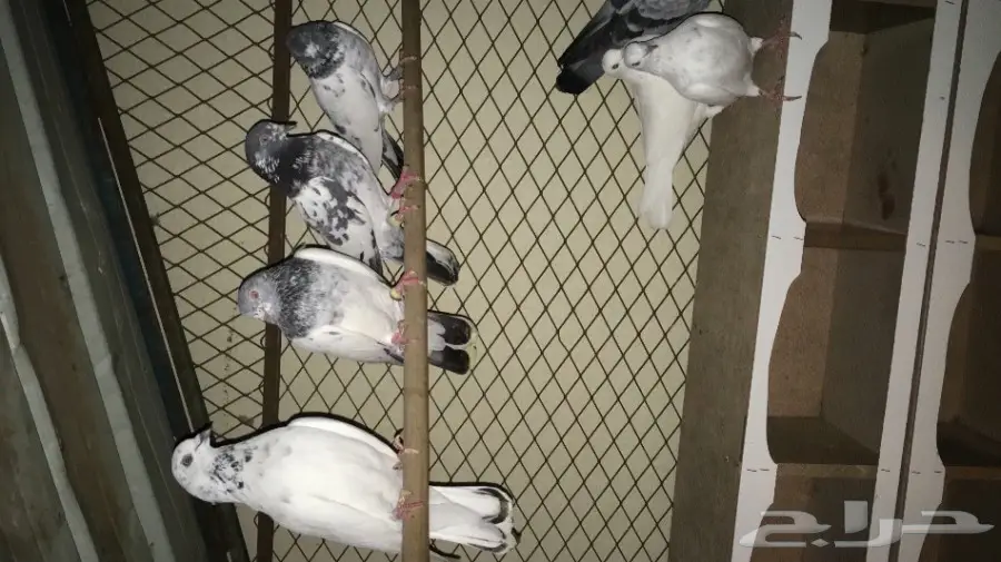 حمام باكستاني اذكرو الله 