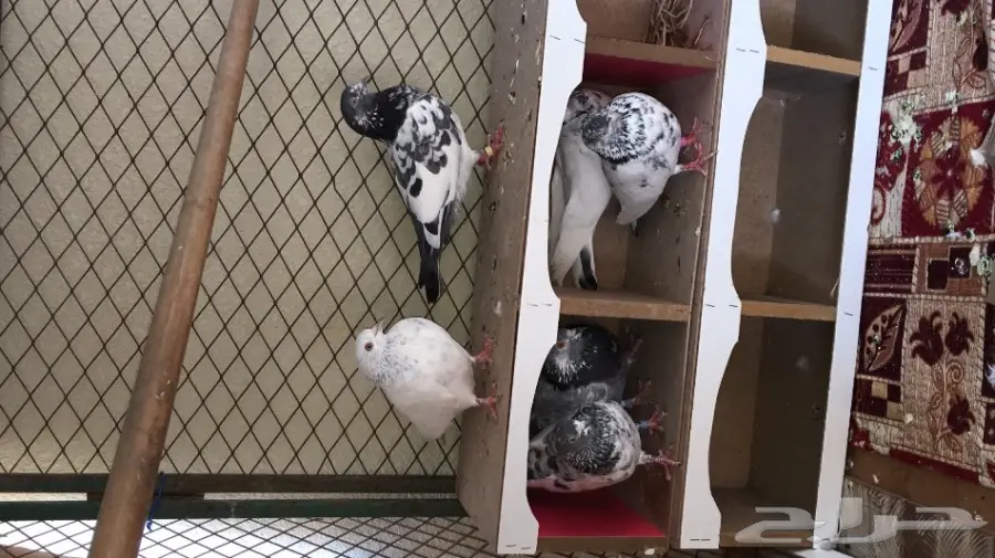 حمام باكستاني اذكرو الله  (image 6)