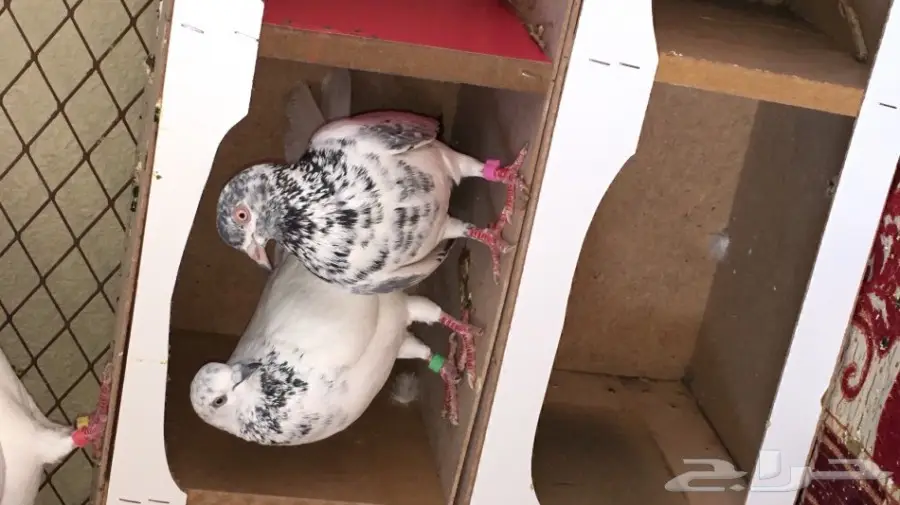 حمام باكستاني اذكرو الله  (image 16)