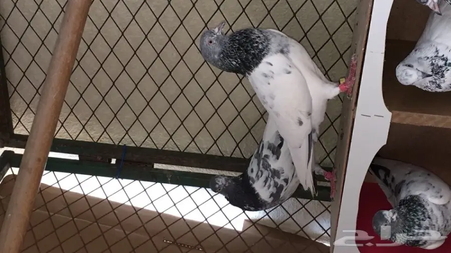 حمام باكستاني اذكرو الله  (image 17)