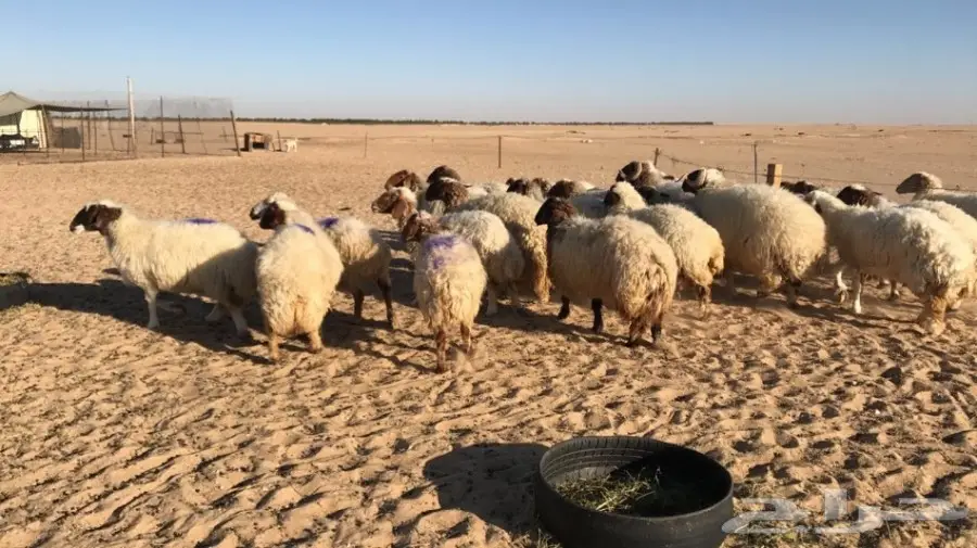 غنم نعيم طيبه ومنوة القناي (image 1)