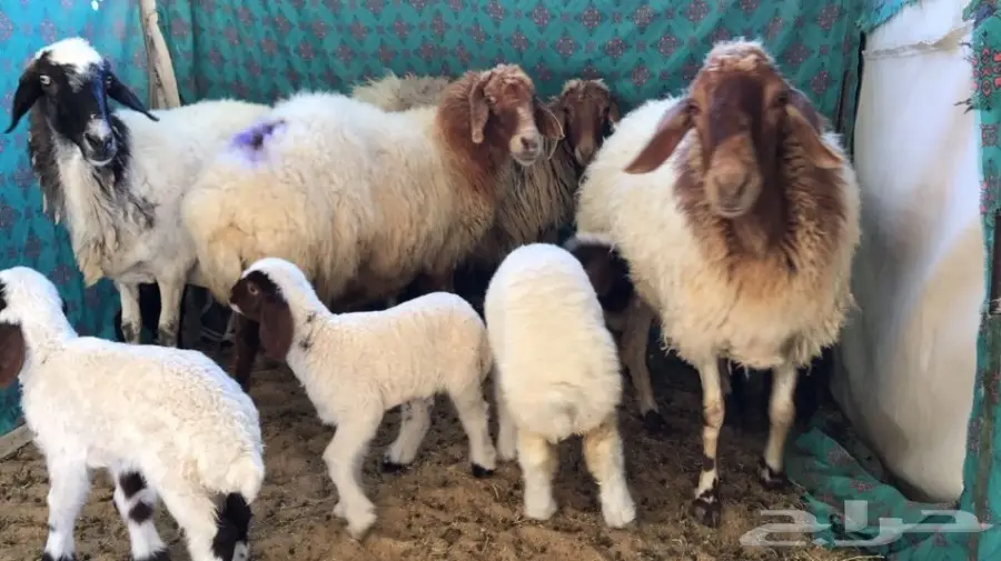 غنم نعيم طيبه ومنوة القناي (image 4)