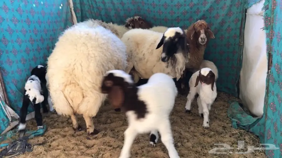 غنم نعيم طيبه ومنوة القناي (image 5)