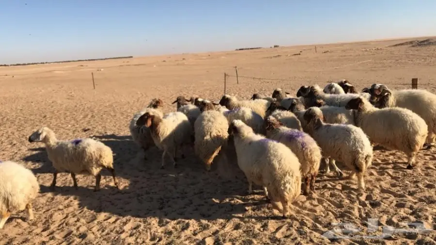 غنم نعيم طيبه ومنوة القناي (image 6)