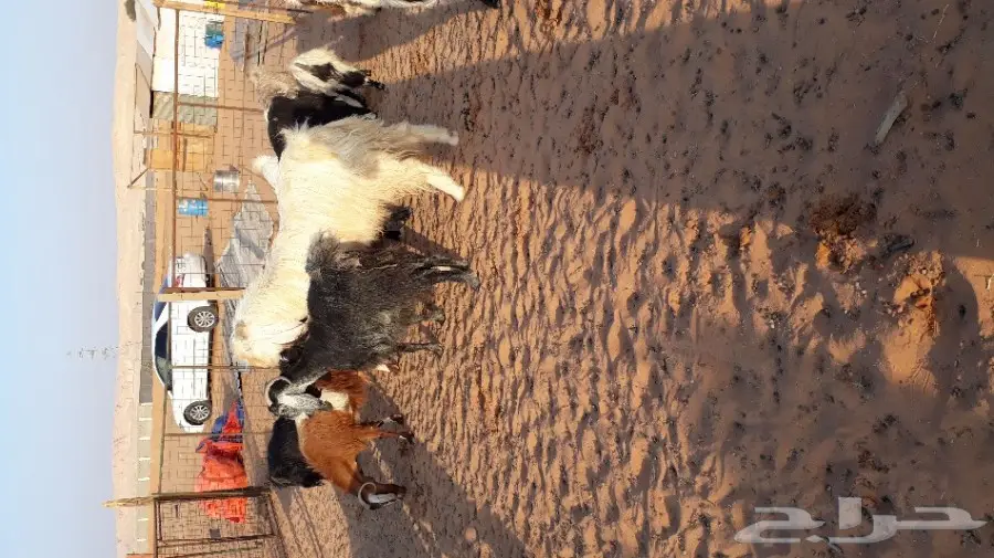 تيس فحل هولندي ابيض  (image 1)