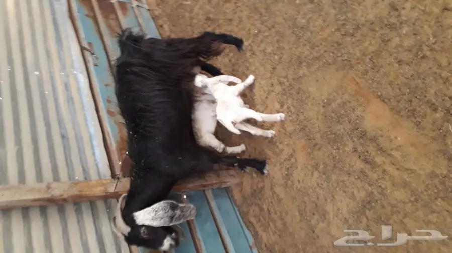 تيس فحل هولندي ابيض  (image 2)