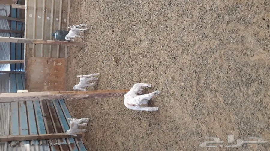 تيس فحل هولندي ابيض  (image 3)