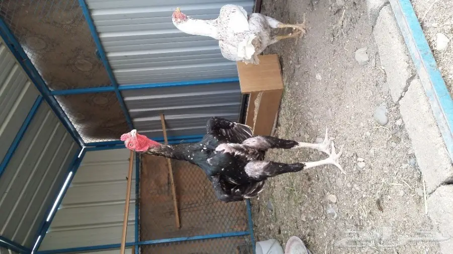 بيض باكستاني (image 2)