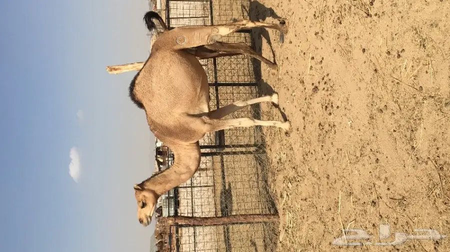 ناقه رباع لقحه  (image 1)