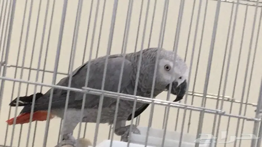 كاسكو أفريقي (كونغو) أليف (image 3)