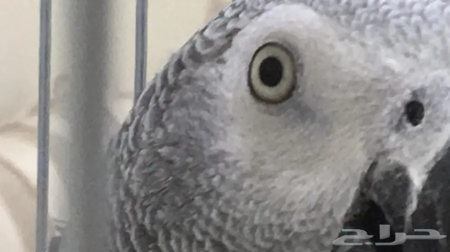 كاسكو أفريقي (كونغو) أليف (image 4)