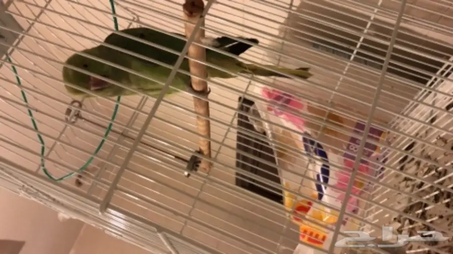 دره للبيع الحد 250 ريال 