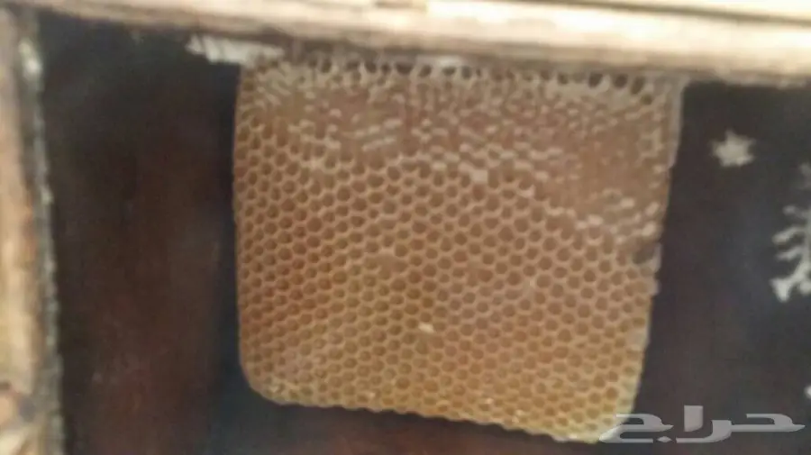 عسل سدر و سمر اصلي من وادي جردان باليمن  (image 2)